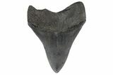 4.54" Fossil Megalodon Tooth - South Carolina - #187759-1